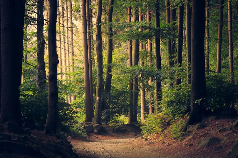 Abel Tasman forest